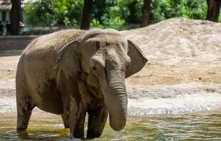 Mara, la elefanta del Ecoparque porteño que será trasladada a un santuario de Brasil
