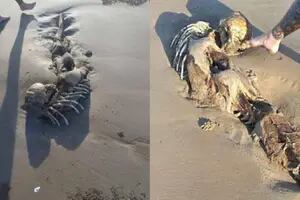 Hallaron un extraño esqueleto en la playa y hay dudas sobre su origen: “Parece una sirena”