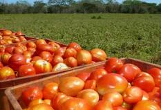 El inesperado boom del tomate: qué hay detrás de un crecimiento imparable
