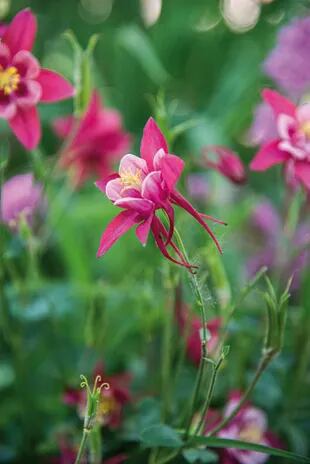 La aquilegia vulgaris se caracteriza por la forma de sus flores con cinco sépalos que rodean una corola con cinco pétalos, y la identificamos por su característica
espuela o espolón.