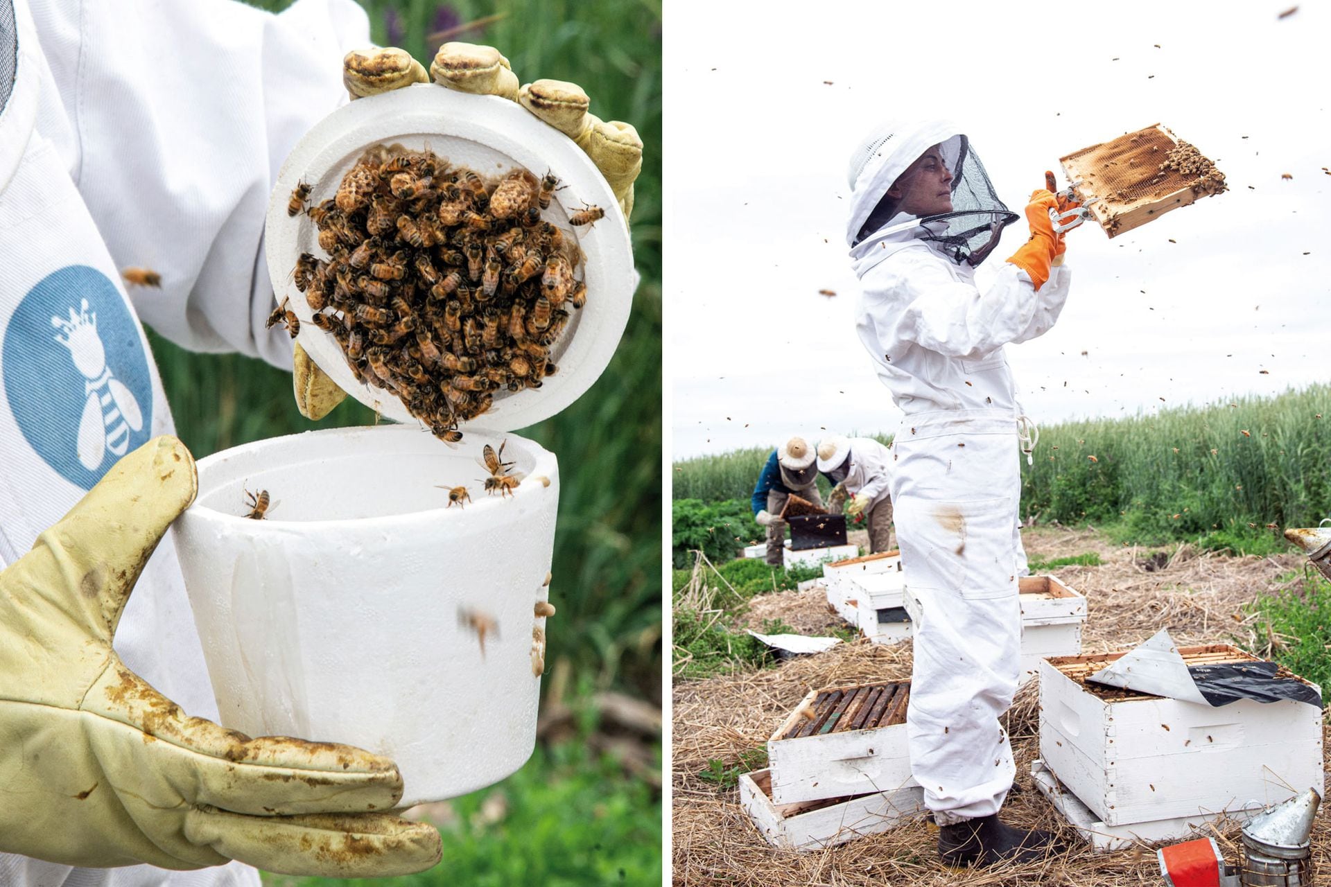 Izquierda: El grupo Reinas formó también un criadero de abejas reinas y celdas reales. Derecha: María Casquero, apicultora que forma parte del grupo Reinas Pehuajó.