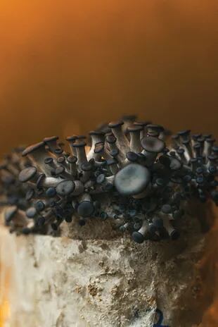 Pleurotus ostreatus columbinus, “gírgola azul”. 