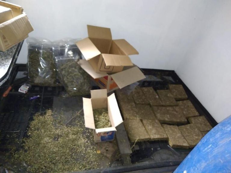 Marihuana de alto poder narcótico, producida en Mar del Plata por una banda encabezada por un policía