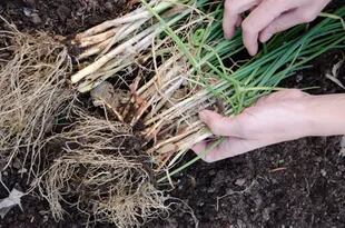 La cebolla de verdeo es ideal para la huerta familiar por la provisión constante y aromática. Los bulbos de menor calibre se pueden plantar cuando comienzan a brotar. Cada uno de los bulbos puede producir entre cuatro y cinco tallos.
