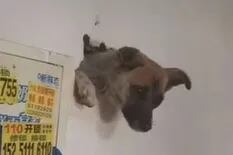 Video: el increíble rescate de un perro que quedó atrapado en una pared