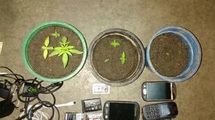 Secuestran plantas de marihuana, 38 armas blancas y 137 celulares en una cárcel bonaerense