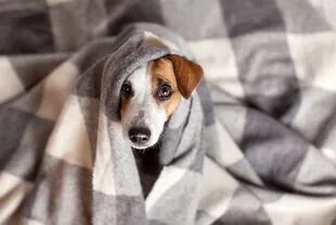 Una mantita puede ser una buena idea para un humano, pero no para un perro