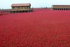 Fascinante. La Playa Roja que cambia de color en otoño y parece una alfombra