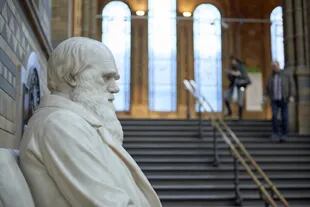 Perfil de la estatua de Charles Darwin en el Museo de Historia Natural de Londres