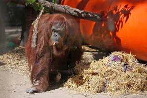 La orangutana Sandra será trasladada mañana del Ecoparque a Estados Unidos