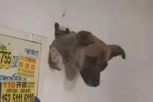 Video: el increíble rescate de un perro que quedó atrapado en una pared
