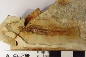 San Juan: descubrieron fósiles de un pez que vivió hace 9 millones de años
