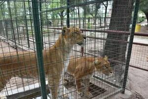 El traslado de dos ligres de La Rioja a un santuario en Entre Ríos es el primer paso del cierre de otro zoológico