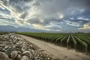 Guía malbec.  Los caminos del vino en Mendoza