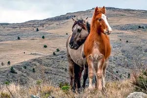 El secreto que guardan los caballos salvajes de Sierra de la Ventana y la importancia de preservarlos