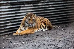 Ladrones cruzaron por una jaula de tigres para intentar robar una caja fuerte en un zoológico