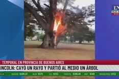 Un rayo cayó sobre un árbol en una plaza céntrica bonaerense y lo incendió