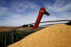 Mercado de granos: la soja no cede protagonismo