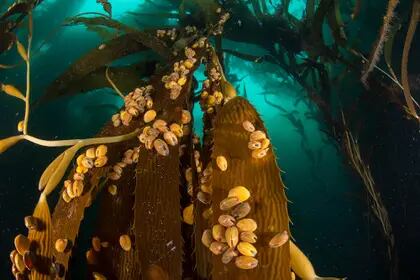 Bivalvo Gaimardia trapesina cubriendo las frondas de las algas. En el fondo serán consumidos por las estrellas de mar