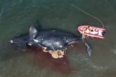 Suben a 30 las ballenas muertas en el Golfo Nuevo por una posible marea roja