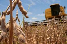 Mercado de granos: China marcó el ritmo en 2020