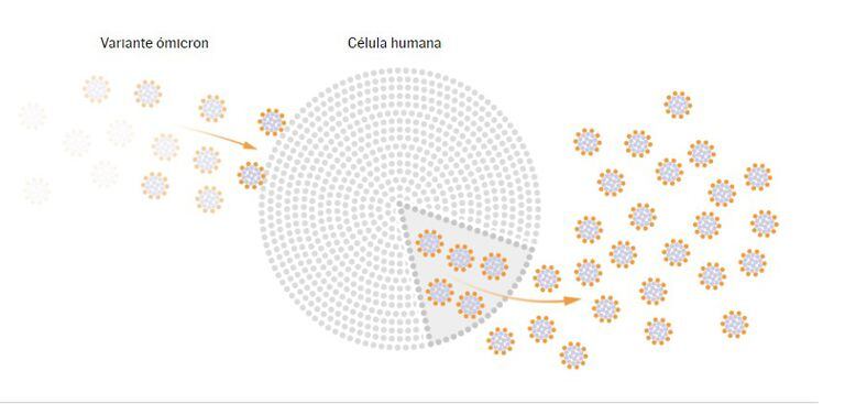 El ingreso de la variante ómicron en las células humanas