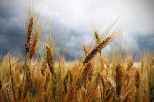 Celiaquía: el exceso de nitrógeno en los cultivos de trigo jugaría un rol clave