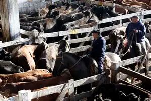 El Mercado de Liniers cerró sus puertas con leves subas para el valor de la hacienda