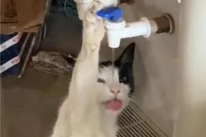 El gato que se hizo viral por tomar agua desde un dispenser