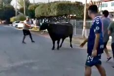 Quilmes: vecinos saquean camiones con ganado y faenan vacas en la calle