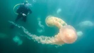 Advierten que no son peligrosas las medusas que llegaron a Puerto Madryn
