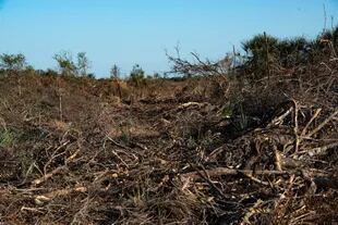 Culminado el desmonte (en la foto, un terreno cercano a Las Lomitas, Formosa), el lugar queda lleno de restos apilados, aplastado, polvoriento y en silencio