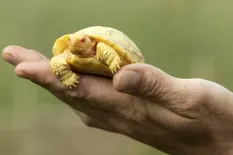 Nació en un zoológico la primera cría albina de una tortuga gigante de Galápagos