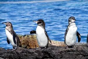 Cinco pingüineras de aquí y allá