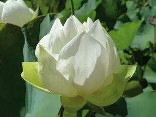 Sus flores blancas y compactas llegan a los 15 cm de diámetro. 
