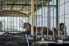 El complejo traslado de cuatro tigres que vivieron 15 años en un vagón de tren a un santuario