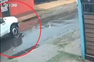 Un perro descansaba sobre el asfalto, un camionero lo atropelló dos veces y lo mató en Posadas