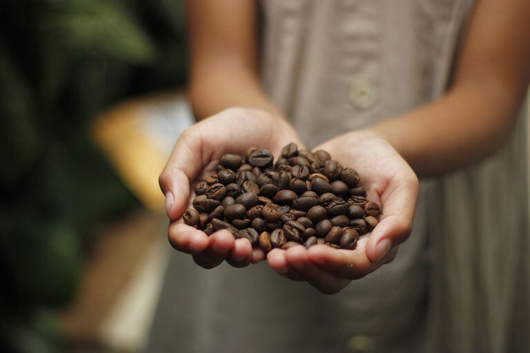 La historia de siete granos de café que llegaron a cautivar el paladar europeo