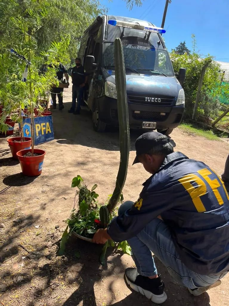 La Policía Federal secuestró más de 300 cactus San Pedro, cuyo consumo “consumo induce a estados alterados de conciencia, percepción, pensamiento y sensibilidad