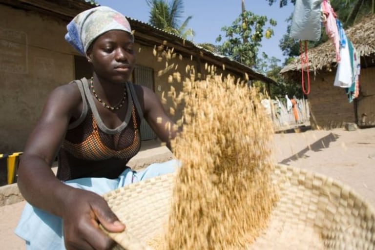 Los cultivos de arroz en Gambia ya sufren las consecuencias del cambio climático