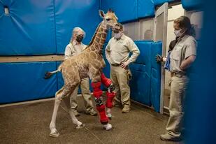 Una jirafa bebé fue salvada por la medicina humana