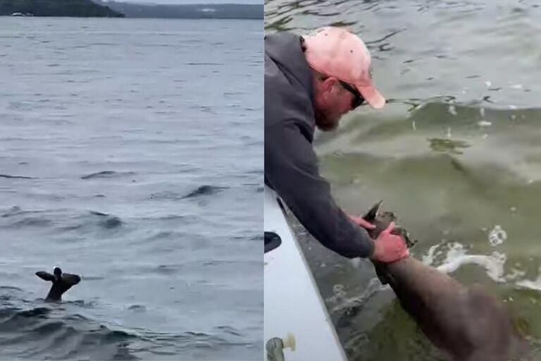 Una familia salió a pescar en Australia y encontró un canguro desorientado y a punto de ahogarse