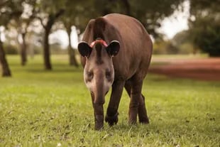 Especies como el tapir han vuelto a habitar zonas donde habían estado ausentes por varias décadas.