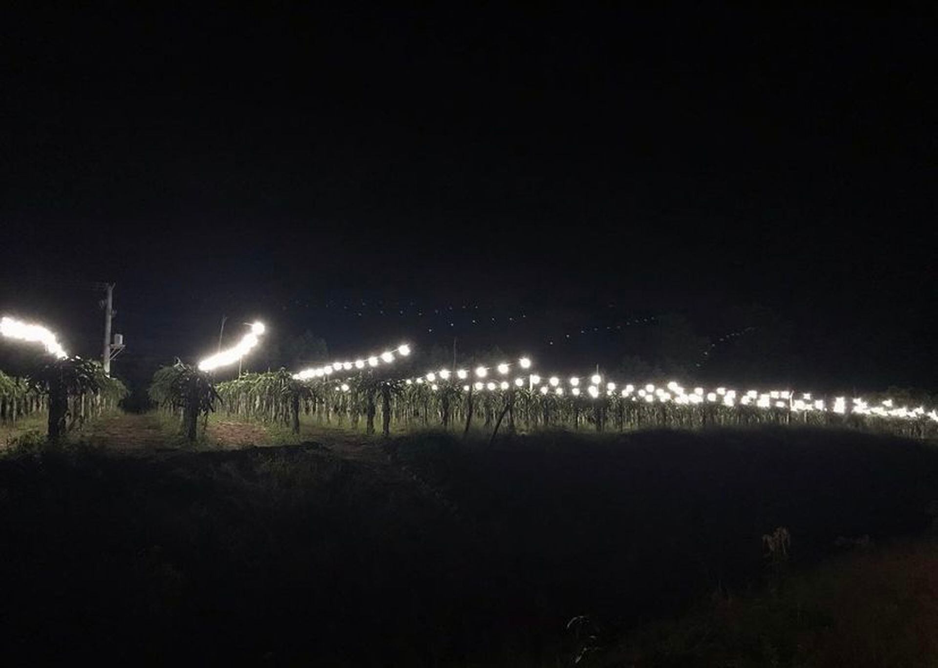 Las plantaciones de piyata durante la noche, iluminadas con luces de led.