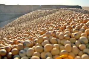 Poroto de soja “crudo”: ¿hasta qué límite puede ser una alternativa para producir carne y leche?