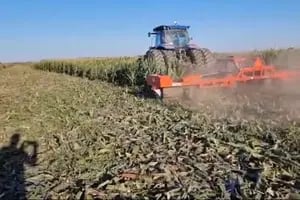 Destruyen cultivos de maíz por la temible expansión de una plaga