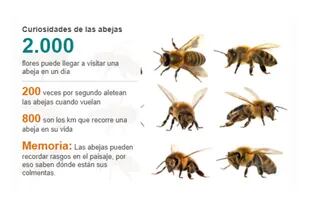 Algunas curiosidades de las abejas