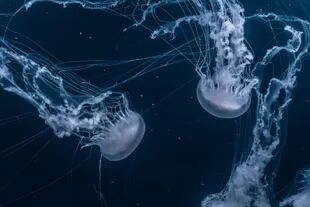 La medusa es uno de los tres "Inmortales" para la ciencia (Foto: Unsplash)