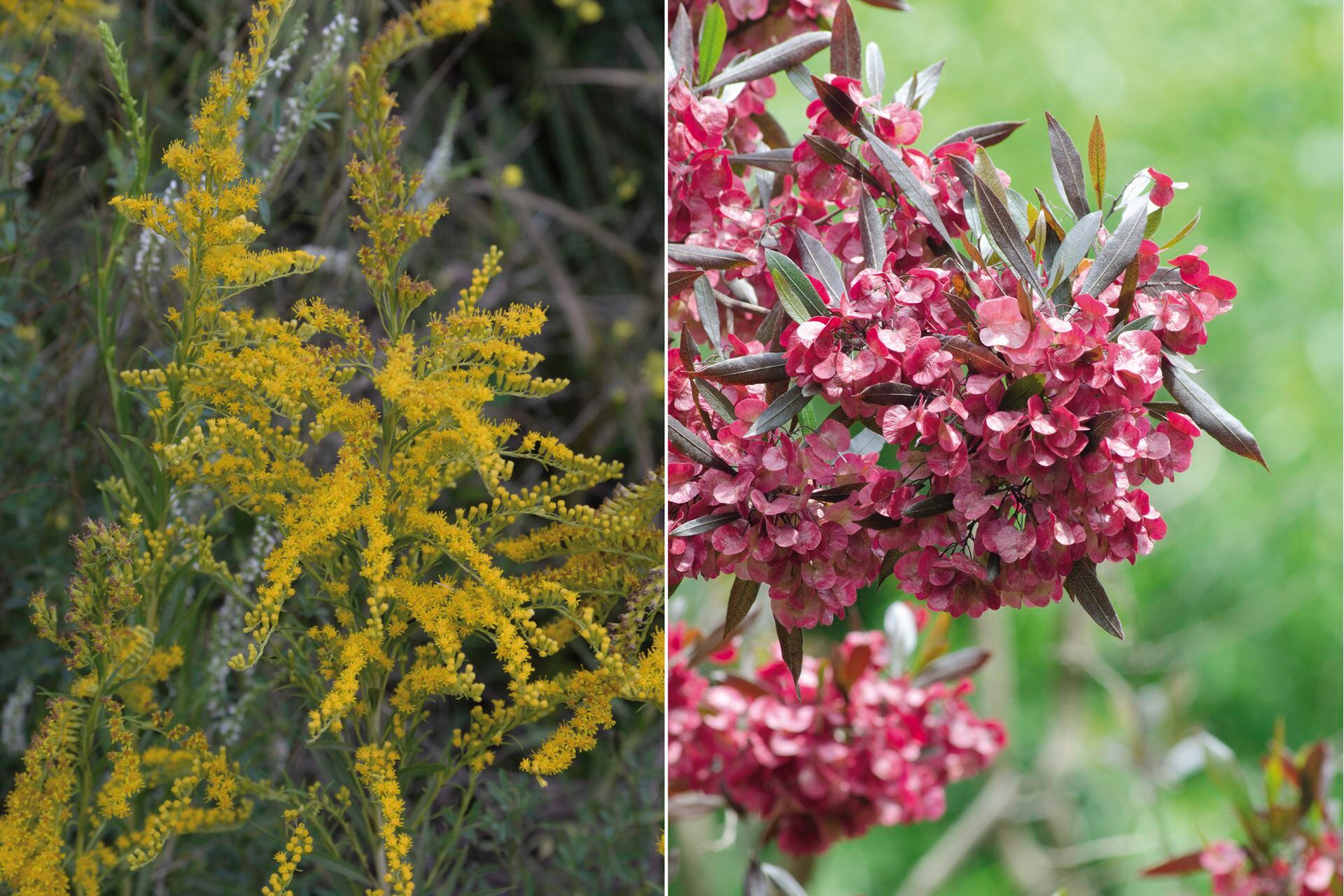 Izquierda: Solidago chilensis (vara de oro). Derecha:  Dodonaea viscosa (chirca de monte)