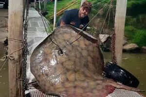 Pescó una raya de 250 kilos en el Paraná y las impactantes imágenes recorrieron el mundo: “Casi nos rendimos”